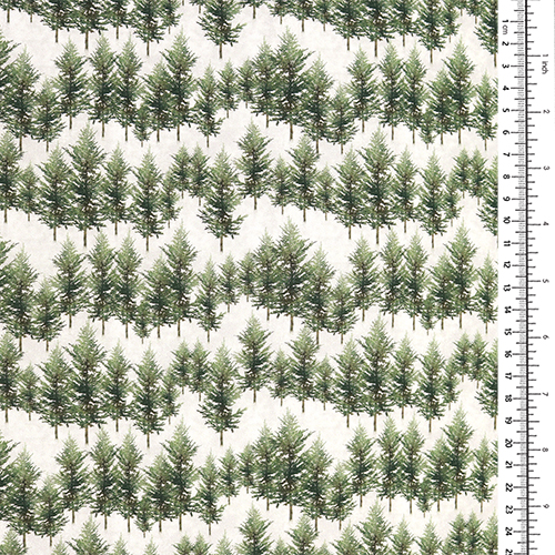 Waldkiefer Winterwald 1