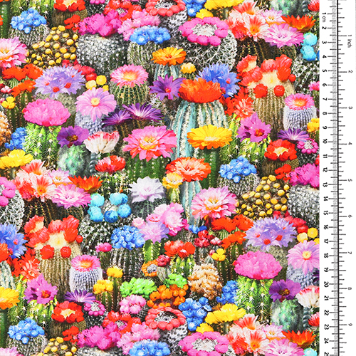 Fleurs Épanouies Populage Des Marais Cactus Du Désert 1