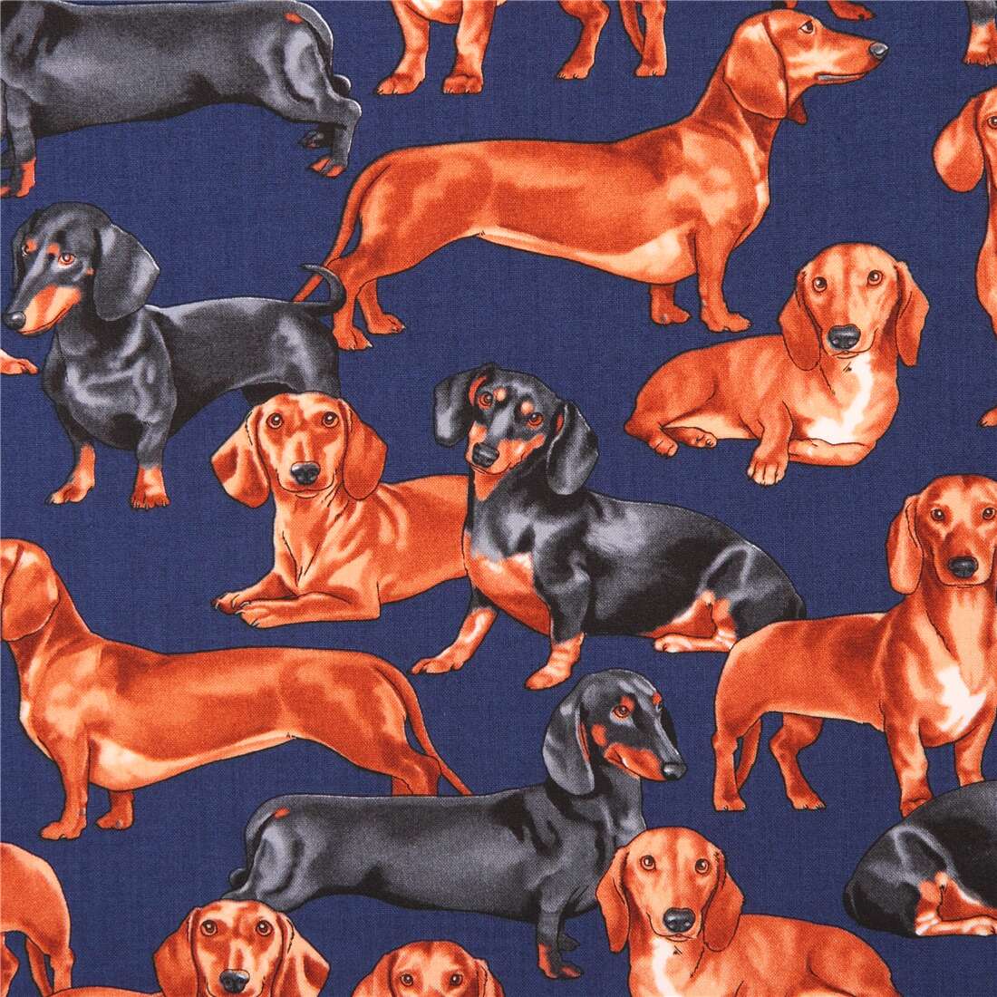 Navy Blue Dachshund Dog Fabric By Timeless Treasures USA ModeS4u   Navy Blue Dachshund Dog Fabric By Timeless Treasures USA 195181 2.JPG