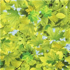 Tissu sur la nature, avec des feuilles vertes et un ciel bleu Tissu par Timeless Treasures