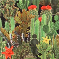 Tissu noir avec des cactus verts, import du Japon Tissu par Kokka