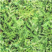 Tissu en coton avec des feuilles persistantes vertes feuillage entassé et dense