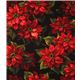 Michael Miller Christmas fabric Scarlet Poinsettia Fabric by Michael ...
