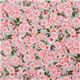 Michael Miller Kirschblüten Stoff Sakura Blossoms 2