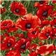 Michael Miller fabric red corn poppy meadow flower 1