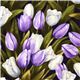 Robert Kaufman flower fabric with tulips from the USA 1