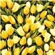 Robert Kaufman flower fabric with yellow tulips from the USA 1