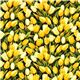 Robert Kaufman flower fabric with yellow tulips from the USA 2