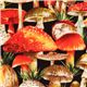 black Michael Miller fabric red fly agaric 1