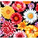 black fabric big colourful flowers Robert Kaufman 1