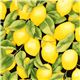 black lemon fabric by Timeless Treasures from the USA 1