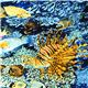 blue Michael Miller fabric with fish in the ocean reef 1