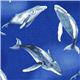 blue Michael Miller fabric with humpback whale Ocean 1