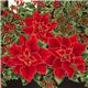 red Timeless Treasures Christmas fabric poinsettia  1