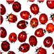 white designer fabric with mini ladybirds 1