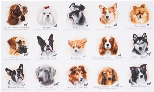 cute dog breeds with names and pictures